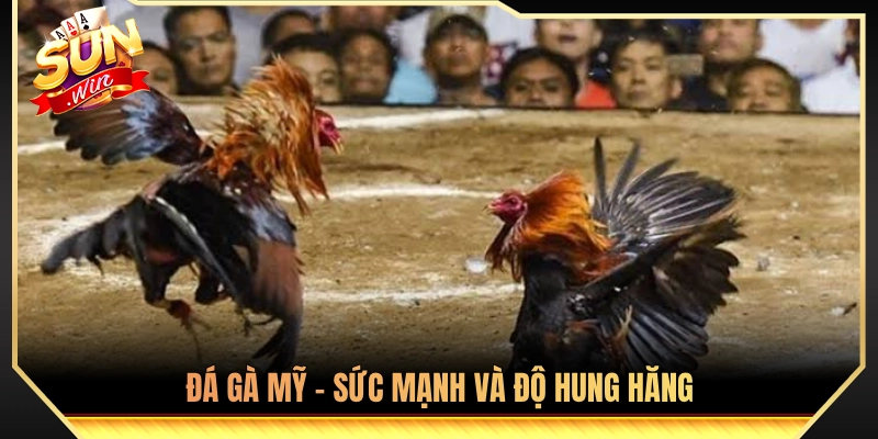 Điểm Danh Các Thể Đá Gà Phổ Biến Nhất Thị Trường 4 Gà chọi Mỹ - Biểu tượng của thể lực và sự cuồng bạo